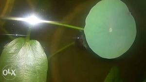 Potted juvenile lotus plant