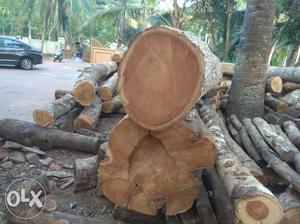 Any types of wood Especially Take Anjili Mahagani price at