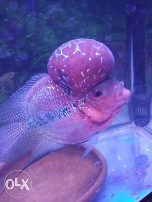 Imported SRD flowerhorn fries available