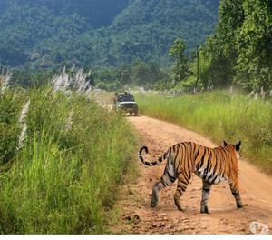 Enjoy with your kids at Wildlife Tour packages Mumbai