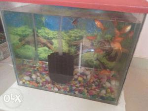 1 feet aquarium with all accessories and 7 fishis
