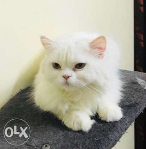 12 months old female percian cat