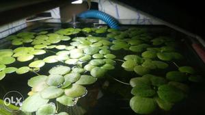 15 Frogbit for 210 RS