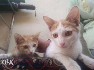 2 cute kittens friendly I want to give them