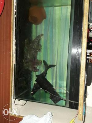 2 feet fish tank and surface with mirror