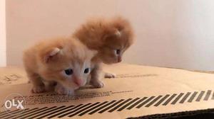 24days Old Persian Kitties Available for Sale.