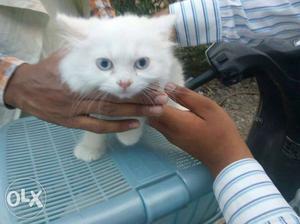 2:5 month kitten blue eyes orignal parsion