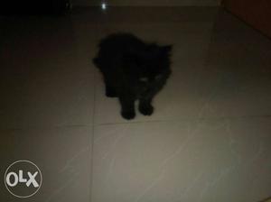 2mnths old Punch face Black Persian Cat Healthy and Very