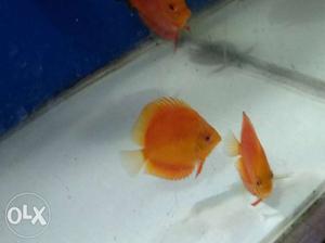 3 discus fish for 3.5k, good and healthy