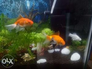 3 inch Gold Fish for sale