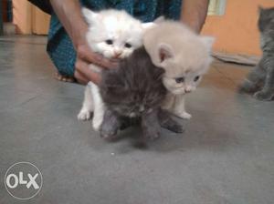 3 male. one month old pesian kitten for sale.