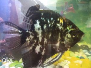 4 Big Size Beautiful Angel Fish for sale Only for Rs 800/-
