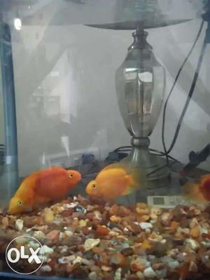 4 Parrat fish