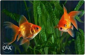 4 gold fish(small) for Rs 50 only