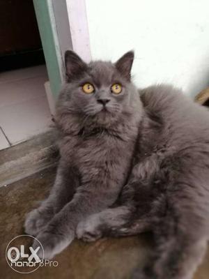 4month old toilet trained n healthy persian