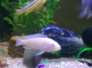 9 cichlid fish in 700 Rs (Fixed price)