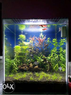 A nice planted aquarium starts from rs. 