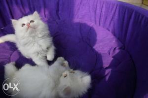 Affectionate Persian kittens available