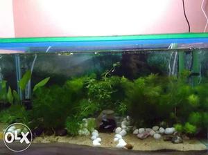 All aquarium live plants shown in the picture