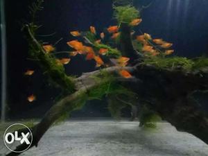 Balloon platy