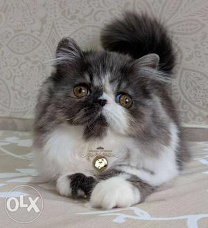 Beautiful Black and White Female Persian kitten available
