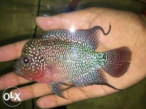 Best quality flower horn fish for sale 4inch+