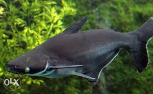 Big 14" black freshwater shark, if you have big