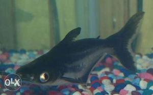 Black And Gray Fish pair