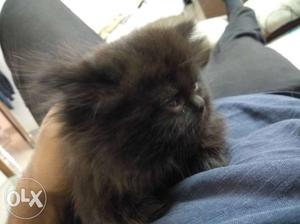 Black Persian Kitten punch face