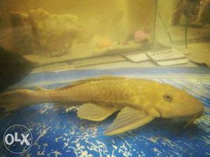 Black and albino sakarcat fish 11"