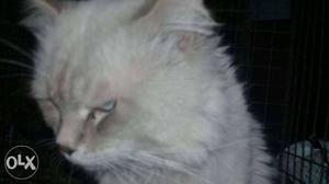Blue Eyes doll face ash colour MALE (1.2years) active n