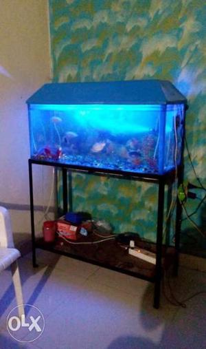 Blue Frame Fish Tank with stand.