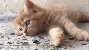 Blue eyes cat persiyan