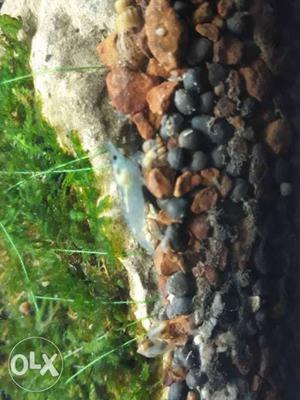 Blue shrimp pair for 200