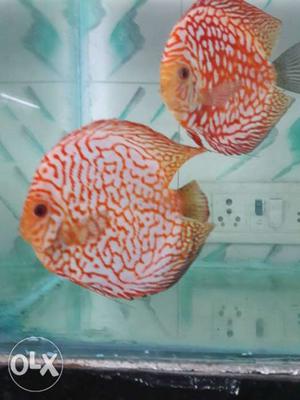 Breeding pairs of discus imported quality and