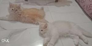 Brown And White Furred Cats
