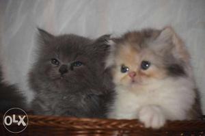 Calico Cat And Blue Persian Cat