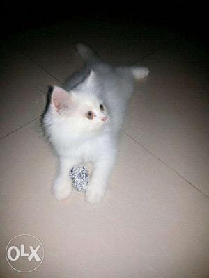 Cat and kitten available original breed call now number show