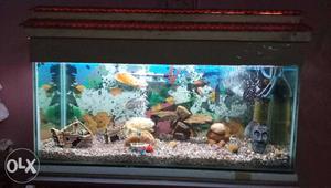 Complete fish tank sale