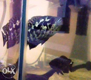Confirmed pairs of central american cichlids