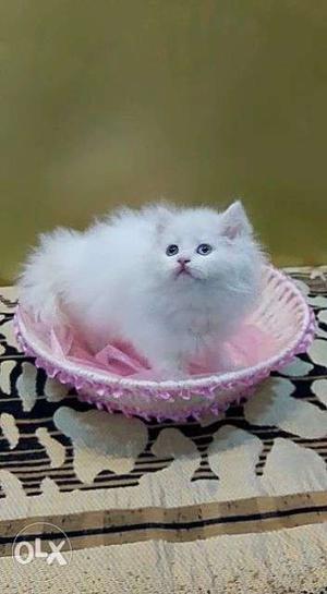 Cute little white parsion kitten