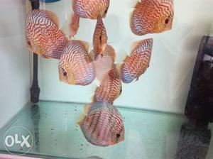 Discus fish available with good genetic line..