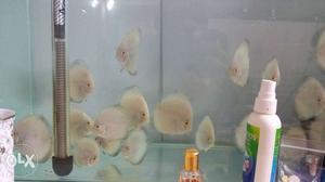 Discus fishes size 2-2.5 inches for sale. Red