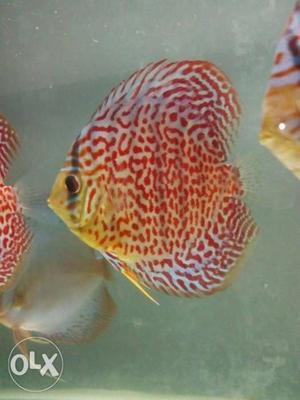 Discus of high quality