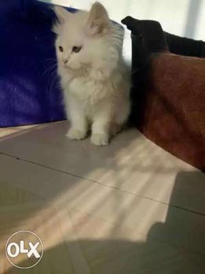 Doll face Persian kittens available