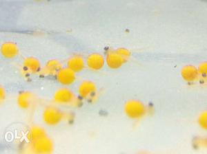 Eggs of black lava cichlid