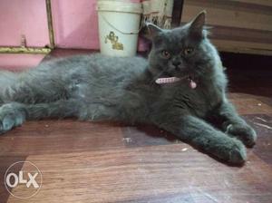 Female Persian cat original breed urgent sale 9#