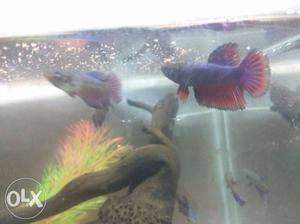Fihgter or Betta female.. and male available