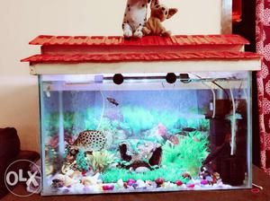 Fish tank, fishes, filter, air pump, pebbles, decor,,light