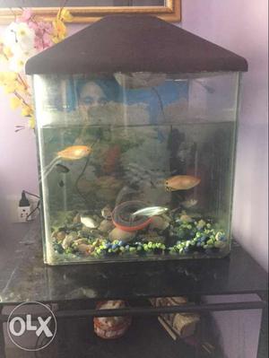 Fish tank with 9 fishes with pump, medicine and fish food
